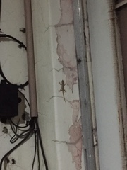 Hemidactylus frenatus