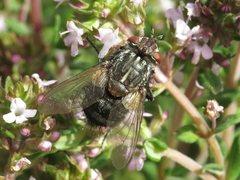 Spallanzania rectistylum