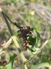 Didugua argentilinea