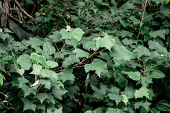 Mallotus paniculatus formosanus