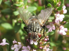 Spallanzania rectistylum