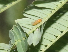 Heteropsylla