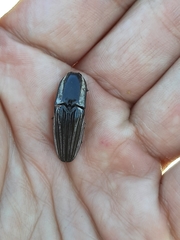 Chalcolepidius approximatus