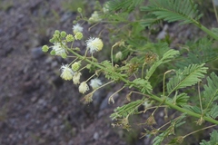 Heteropsylla