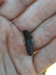 Chalcolepidius approximatus