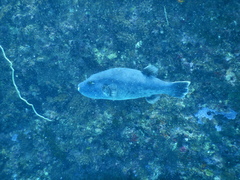 Arothron caeruleopunctatus