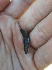 Chalcolepidius approximatus