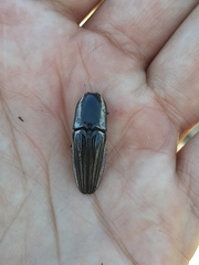 Chalcolepidius approximatus