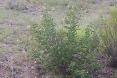 Heteropsylla
