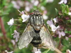 Spallanzania rectistylum