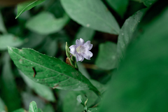 Strobilanthes longespicatus