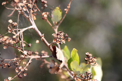 Ceanothus arboreus