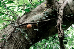 Ficus aurantiaca parvifolia