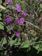 Vernonia alamanii