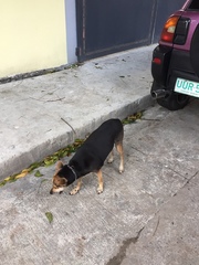 Canis familiaris