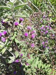 Vernonia alamanii