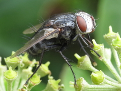 Spallanzania rectistylum