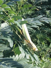 Hierodula transcaucasica