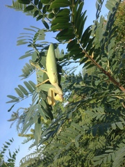 Hierodula transcaucasica