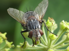 Spallanzania rectistylum