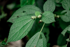 Boehmeria pilosiuscula