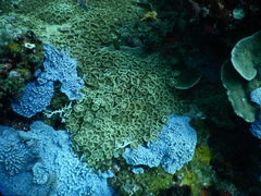 Palythoa heliodiscus