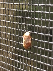 Clastoptera testacea