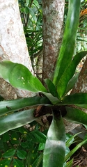 Aechmea bracteata