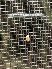 Clastoptera testacea