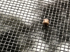 Clastoptera testacea