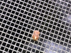 Clastoptera testacea