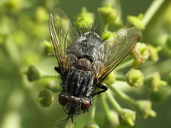 Spallanzania rectistylum