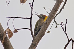 Picus chlorolophus