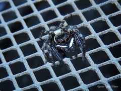 Hasarius adansoni