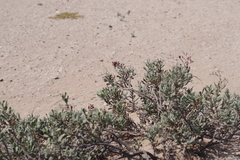 Limonium sarcophyllum