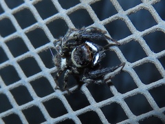 Hasarius adansoni