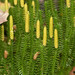 Interrupted Clubmoss - Photo (c) David McCorquodale, some rights reserved (CC BY), uploaded by David McCorquodale