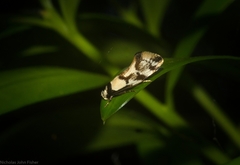 Coesyra hemiphragma