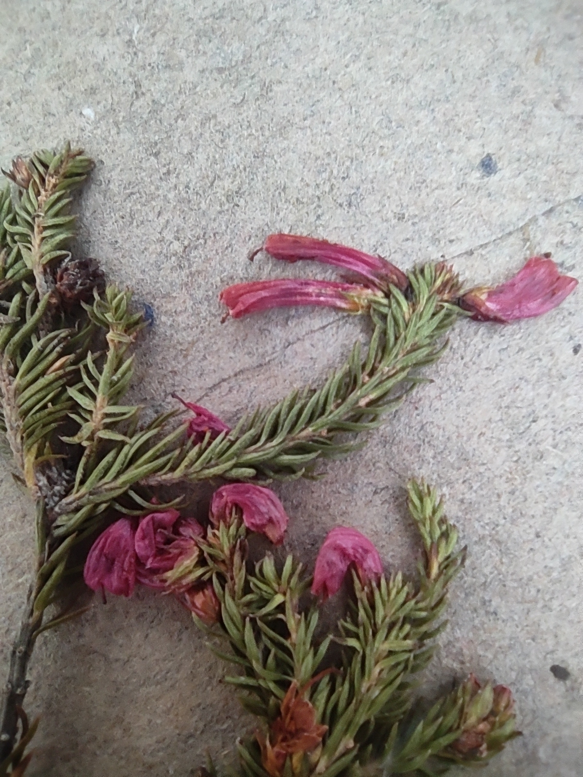 Constantia Winered Hybrid Heath (Erica abietina)