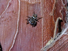 Hasarius adansoni