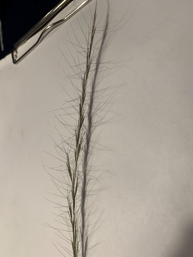 Aristida purpurascens var. purpurascens
