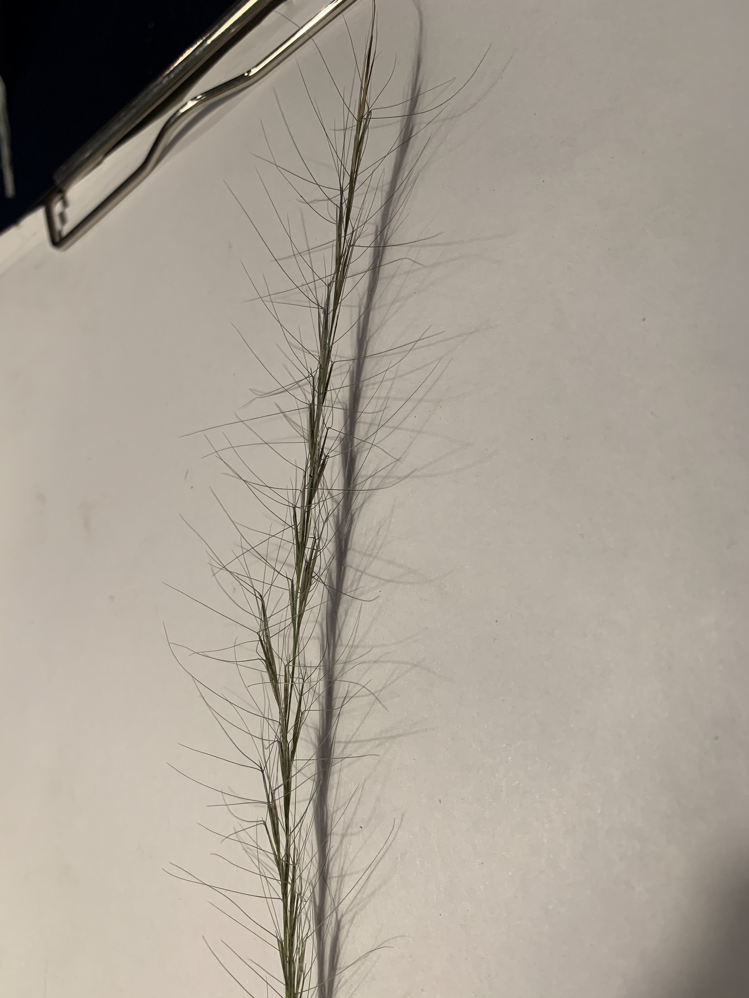 Aristida purpurascens var. purpurascens