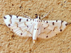 Pycnarmon cribrata