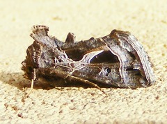 Thysanoplusia indicator