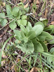 Hylotelephium maximum