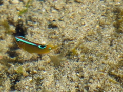 Chrysiptera unimaculata