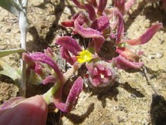 Cleretum papulosum