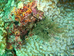 Quadrella