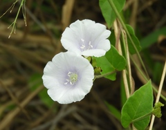 Jacquemontia pringlei