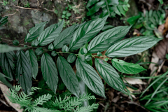 Rhamnus formosana